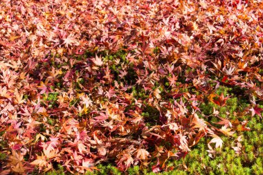 Kyoto, Japonya - Japonya, Kyoto, Ohara 'daki Sanzenin Tapınağı' nda sonbahar yaprağı rengi. Sanzenin Tapınağı 804 yılında kuruldu..