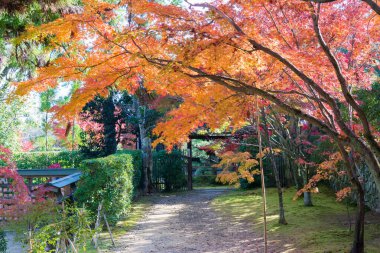 Kyoto, Japonya - Japonya 'nın Kyotanabe kentindeki Ikyuji Tapınağı' nda (Shuon-an) sonbahar yaprağı rengi.
