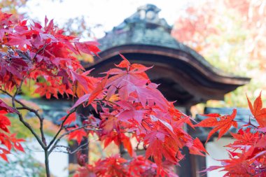 Kyoto, Japonya - Kyotanabe, Japonya 'daki Ikkyuji Tapınağı (Shuon-an). Tapınak, Japon Zen Budist rahibi Ikkyu Sojun (1394-1481) tarafından restore edildi..