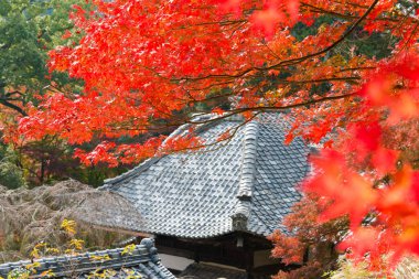 Kyoto, Japonya - Japonya 'nın Kyoto kentindeki Jurinji Tapınağı' nda (Narihira-dera) sonbahar yaprağı rengi. Tapınak ilk olarak 850 yılında inşa edildi..