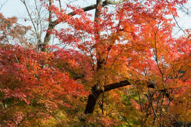 Kyoto, Japonya - Japonya, Kyoto 'daki Yoshiminedera Tapınağı' nda sonbahar yaprağı rengi. Tapınak aslında 1029 yılında inşa edildi..