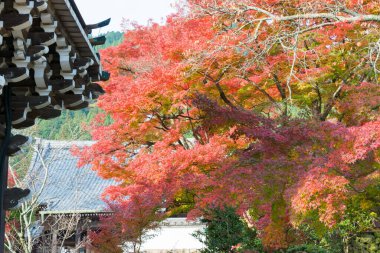 Kyoto, Japonya - Japonya, Kyoto 'daki Yoshiminedera Tapınağı' nda sonbahar yaprağı rengi. Tapınak aslında 1029 yılında inşa edildi..