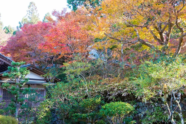 Kyoto, Japonya - Japonya, Kyoto, Ohara 'daki Sanzenin Tapınağı' nda sonbahar yaprağı rengi. Sanzenin Tapınağı 804 yılında kuruldu..
