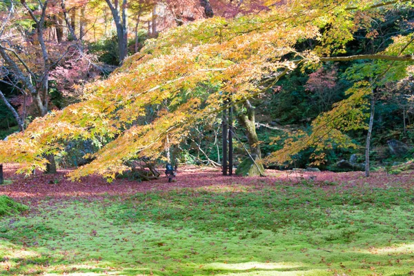 Kyoto Japan Herbstblattfarbe Sanzenin Tempel Ohara Kyoto Japan Tempel Von — Stockfoto