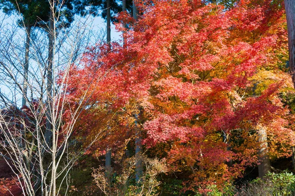 Kioto Japonia Jesienny Kolor Liści Sanzenin Temple Oharze Kioto Japonia — Zdjęcie stockowe