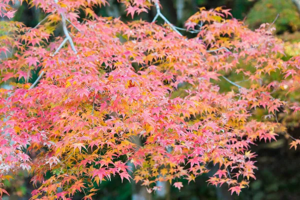 Kioto Japonia Jesienny Kolor Liści Sanzenin Temple Oharze Kioto Japonia — Zdjęcie stockowe