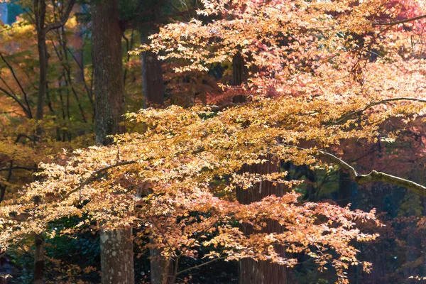 日本京都 日本京都冈原市三藏寺的秋叶颜色 三藏寺始建于804年 — 图库照片