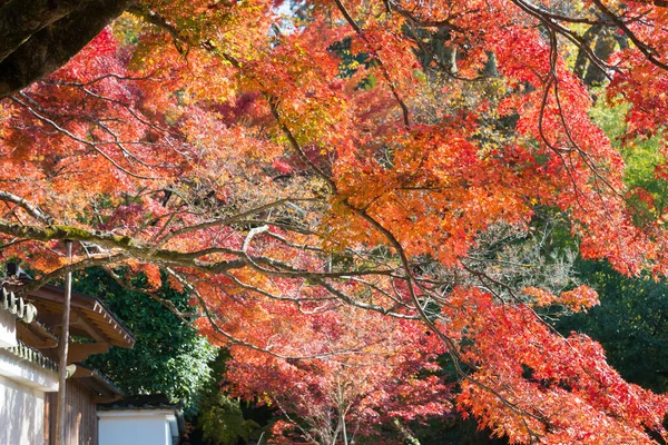 日本京都 日本京都冈原市三藏寺的秋叶颜色 三藏寺始建于804年 — 图库照片