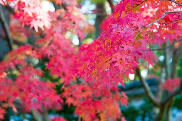 Kyoto Japan Φθινοπωρινό Χρώμα Φύλλων Στο Ναό Ikkyuji Shuon Στο — Φωτογραφία Αρχείου