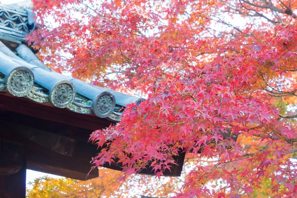 日本京都 日本京都京东寺 的秋叶颜色 — 图库照片