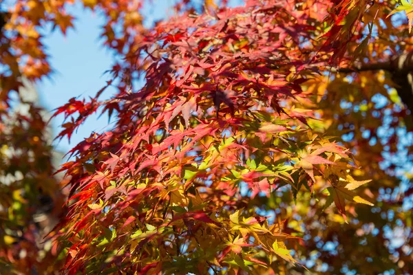 Kyoto Japan Φθινοπωρινό Χρώμα Φύλλων Στο Ναό Ikkyuji Shuon Στο — Φωτογραφία Αρχείου