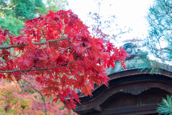 Киото Япония Иккюдзи Шуон Кётанабэ Киото Япония Храм Восстановлен Приказу — стоковое фото