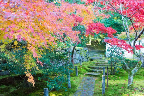 Kyoto Japan Φθινοπωρινό Χρώμα Φύλλων Στο Ναό Ikkyuji Shuon Στο — Φωτογραφία Αρχείου