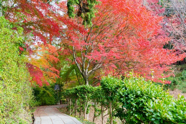 Kyoto Japón Color Hoja Otoño Templo Jurinji Narihira Dera Kyoto — Foto de Stock