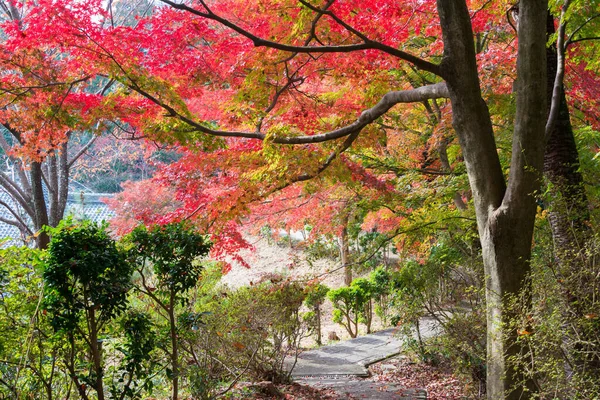 Kyoto Japón Color Hoja Otoño Templo Jurinji Narihira Dera Kyoto — Foto de Stock