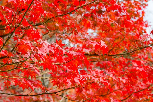 Kioto Japonia Jesienny Kolor Liści Jurinji Temple Narihira Dera Kioto — Zdjęcie stockowe