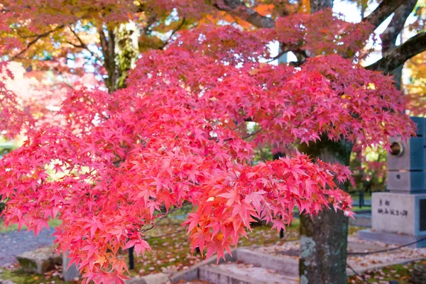 日本京都 日本京都新月寺的秋叶颜色 圣殿始建于984年 — 图库照片