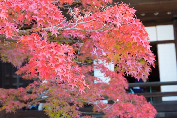 Kyoto Giappone Colore Delle Foglie Autunnali Tempio Shinnyodo Kyoto Giappone — Foto Stock