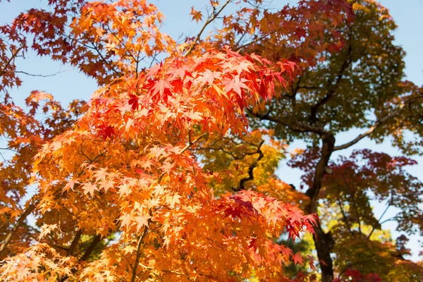 Kyoto Japón Color Hoja Otoño Templo Shinnyodo Kyoto Japón Templo — Foto de Stock