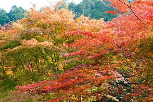 Kyoto Japan Φθινοπωρινό Χρώμα Φύλλων Στο Ναό Yoshiminedera Στο Κιότο — Φωτογραφία Αρχείου