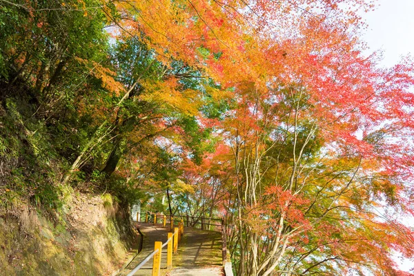 Kyoto Japón Color Hoja Otoño Templo Yoshiminedera Kyoto Japón Templo — Foto de Stock