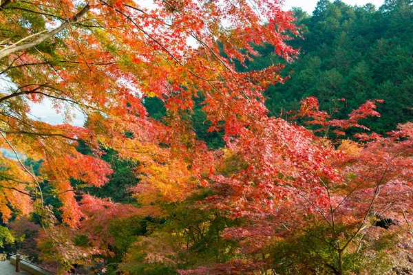 Kyoto Japan Herbstblattfarbe Yoshiminedera Tempel Kyoto Japan Der Tempel Wurde — Stockfoto
