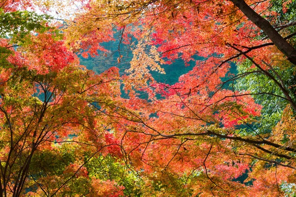 Kyoto Japan Φθινοπωρινό Χρώμα Φύλλων Στο Ναό Yoshiminedera Στο Κιότο — Φωτογραφία Αρχείου