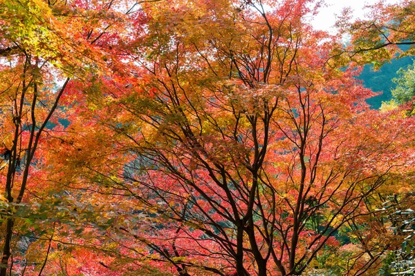 Kyoto Japan Φθινοπωρινό Χρώμα Φύλλων Στο Ναό Yoshiminedera Στο Κιότο — Φωτογραφία Αρχείου