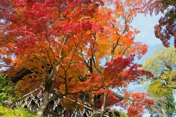 Kyoto Japón Color Hoja Otoño Templo Yoshiminedera Kyoto Japón Templo — Foto de Stock