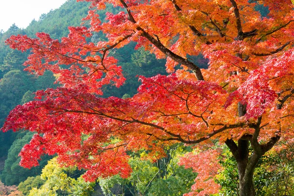 Kyoto Japão Cor Folha Outono Templo Yoshiminedera Kyoto Japão Templo — Fotografia de Stock