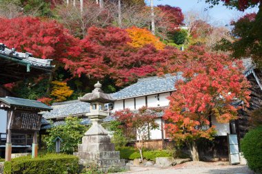 Kyoto, Japonya - Japonya, Kyoto 'daki Yoshiminedera Tapınağı' nda sonbahar yaprağı rengi. Tapınak aslında 1029 yılında inşa edildi..