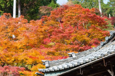 Kyoto, Japonya - Japonya, Kyoto 'daki Yoshiminedera Tapınağı' nda sonbahar yaprağı rengi. Tapınak aslında 1029 yılında inşa edildi..