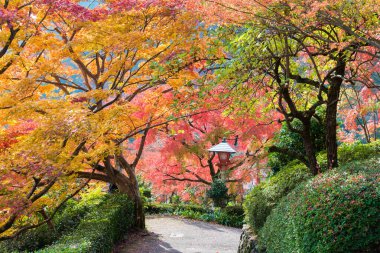 Kyoto, Japonya - Japonya, Kyoto 'daki Yoshiminedera Tapınağı' nda sonbahar yaprağı rengi. Tapınak aslında 1029 yılında inşa edildi..