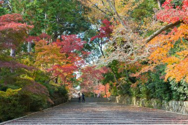 Kyoto, Japonya - Japonya 'nın Nagaokakyo kentindeki Komyoji Tapınağı' nda sonbahar yaprağı rengi. Tapınak ilk olarak 1198 yılında inşa edildi..