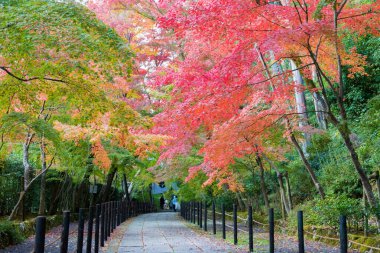 Kyoto, Japonya - Japonya 'nın Nagaokakyo kentindeki Komyoji Tapınağı' nda sonbahar yaprağı rengi. Tapınak ilk olarak 1198 yılında inşa edildi..