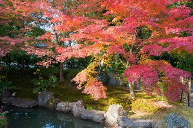 Kyoto, Japonya - Japonya Nagaoka Tenmangu Tapınağı 'nda sonbahar yaprağı rengi. Tapınak 1000 yıllık bir tarihti..