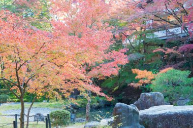 Kyoto, Japonya - Japonya Nagaoka Tenmangu Tapınağı 'nda sonbahar yaprağı rengi. Tapınak 1000 yıllık bir tarihti..