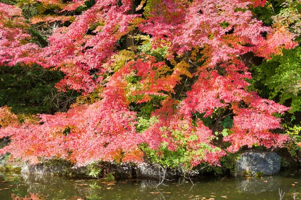 Kyoto Japón Color Hoja Otoño Templo Yoshiminedera Kyoto Japón Templo — Foto de Stock