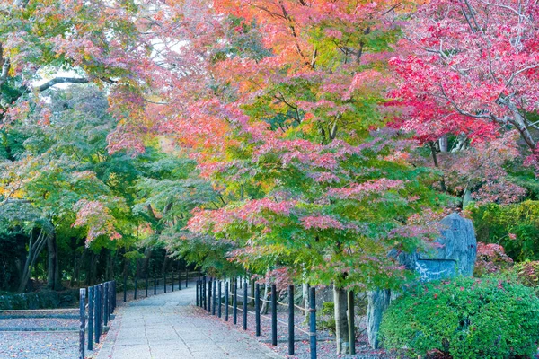 Kyoto Giappone Colore Delle Foglie Autunnali Tempio Komyoji Nagaokakyo Kyoto — Foto Stock