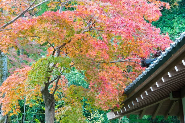 Kyoto Japan Φθινοπωρινό Χρώμα Φύλλων Στο Ναό Komyoji Στο Nagaokakyo — Φωτογραφία Αρχείου