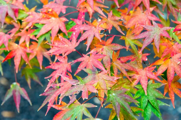 Kyoto Japan Φθινοπωρινό Χρώμα Φύλλων Στο Ναό Komyoji Στο Nagaokakyo — Φωτογραφία Αρχείου