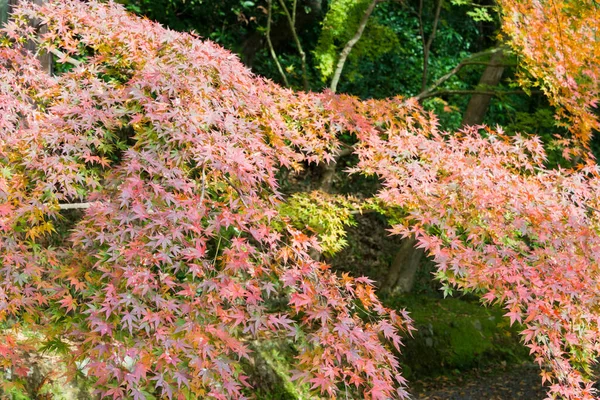 Kyoto Japan Herbstblattfarbe Komyoji Tempel Nagaokakyo Kyoto Japan Der Tempel — Stockfoto