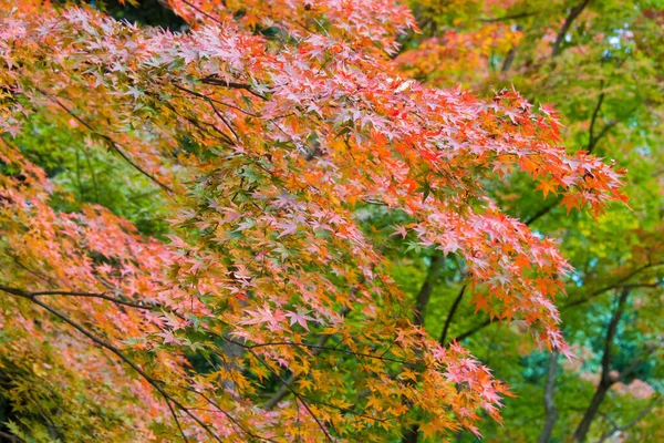 Kioto Japonia Jesienny Kolor Liści Komyoji Temple Nagaokakyo Kioto Japonia — Zdjęcie stockowe