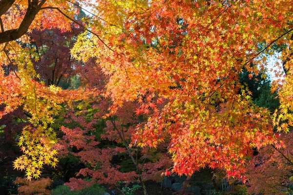 Kyoto Japão Cor Folha Outono Santuário Nagaoka Tenmangu Nagaokakyo Kyoto — Fotografia de Stock