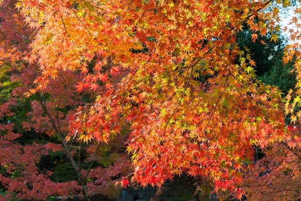 Kyoto Giappone Colore Delle Foglie Autunnali Nagaoka Tenmangu Shrine Nagaokakyo — Foto Stock