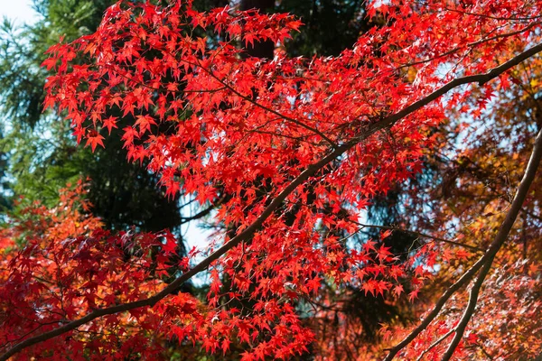 Kyoto Giappone Colore Delle Foglie Autunnali Tempio Bishamondo Yamashina Kyoto — Foto Stock