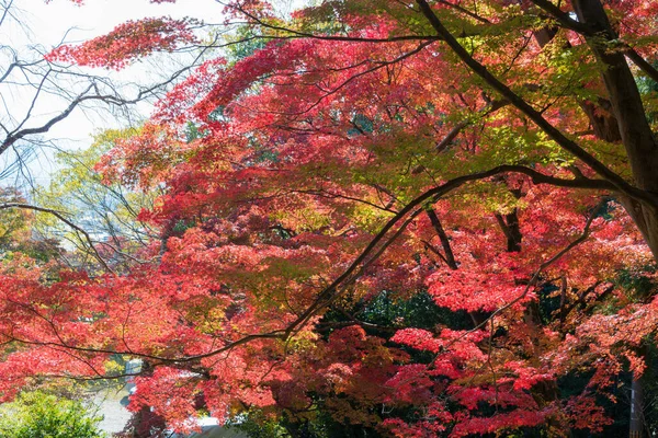 日本京都 日本京都亚穆希纳比萨门多寺的秋叶颜色 圣殿始建于703年 — 图库照片