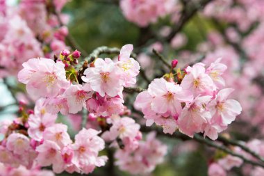 Ueno Park, Tokyo, Japonya 'da kiraz çiçekleri (Sakura). Her yıl düzenlenen Sakura Festivali için Ueno Park 'a 2 milyon kişi geliyor..