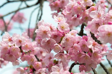 Ueno Park, Tokyo, Japonya 'da kiraz çiçekleri (Sakura). Her yıl düzenlenen Sakura Festivali için Ueno Park 'a 2 milyon kişi geliyor..