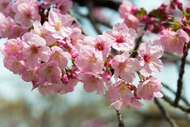 Ueno Park, Tokyo, Japonya 'da kiraz çiçekleri (Sakura).